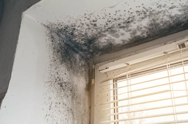 Affordable Mold Inspection And Testing solutions in Monmouth Junction, NJ